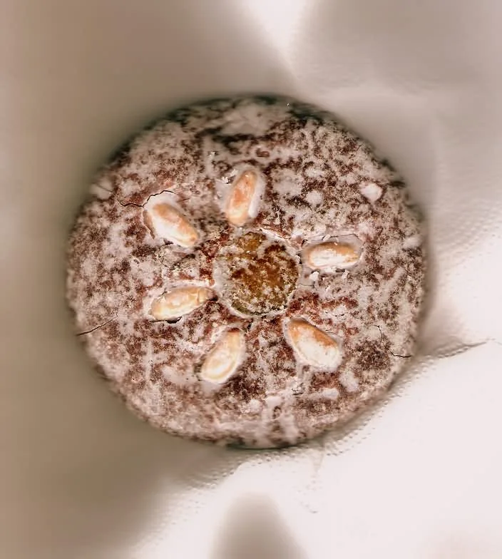 lebkuchen specialite allemande sucree emballee pour un voyag Lebkuchen spécialité allemande sucrée emballée pour un voyage